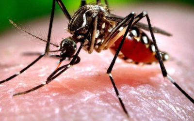 Prevenzione della trasmissione trasfusionale dell’infezione da West Nile Virus (WNV)