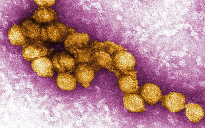 WEST NILE VIRUS: sospesi dal 1° dicembre i provvedimenti relativi ….