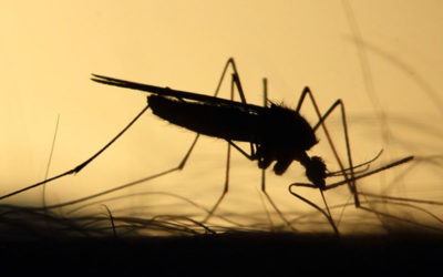 West Nile Virus – Misure di prevenzione della trasmissione trasfusionale